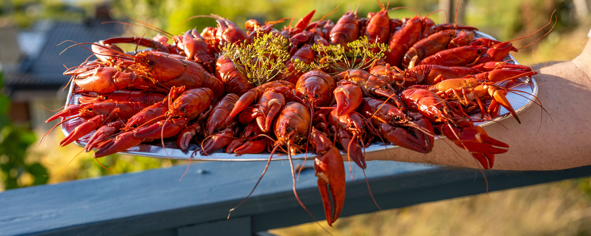 Ett fat med kräftor och krondill
